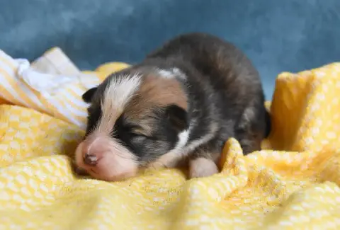 Chien Finnois De Laponie  Chiot N°5 Des Collines De S 00f27 photo 2