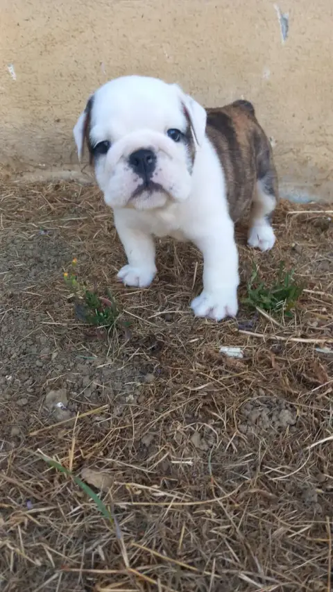 Bulldog Anglais  B Stocky Family