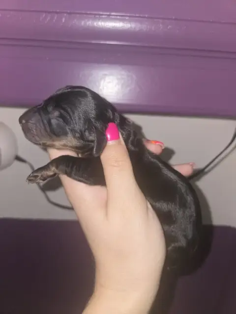 Teckel Poil Long  Chiot N°3 Of Moonlight Blue