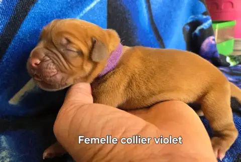 Dogue De Bordeaux  Violet De L'Elite Royal Dog
