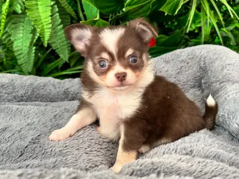 Chihuahua