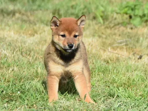 Shiba photo 3