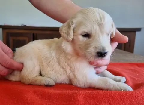 Golden Retriever  Chiot N°8 Des Hirondelles Du Voyage 7d598 photo 2