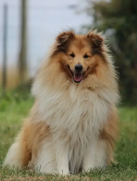 Shetland Sheepdog  Bambou Gold Du Cèdre Enchanté photo 2