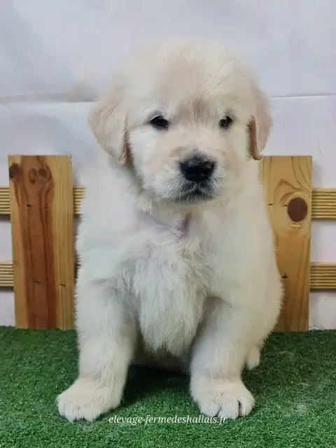 Golden Retriever  Balrog Du Mont De La Chenaie photo 2