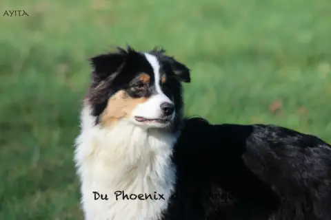Berger Australien  Ayita Du Phoenix D'An Argoat