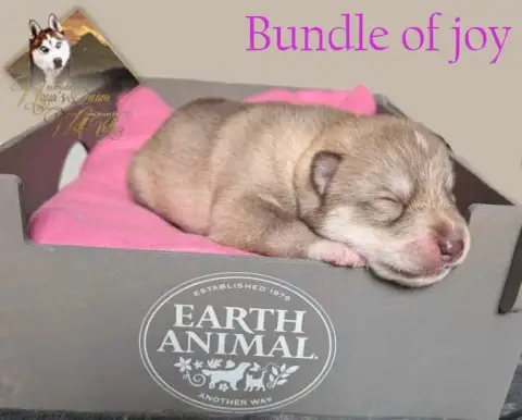 Siberian Husky  Bundle Of Joy De Naya'S Dream Wolf Va 73930 photo 3