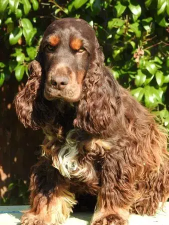 Cocker Spaniel Anglais photo 3