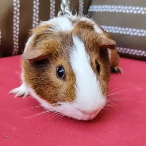 Mâle Cochon D’Inde 6 Mois, Castré