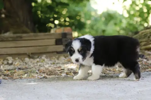 Berger Australien  Chiot N°6 Des Canailles De La Berg 4bdba photo 2