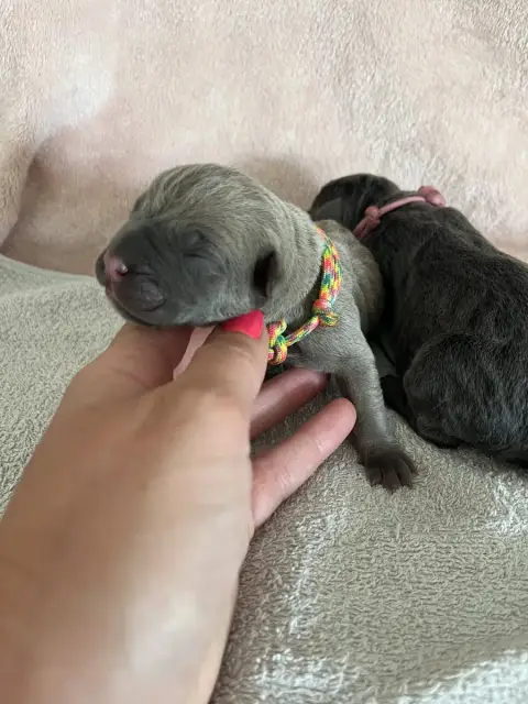 Cane Corso  Tricolore Du Domaine De La Voie Romaine c594a