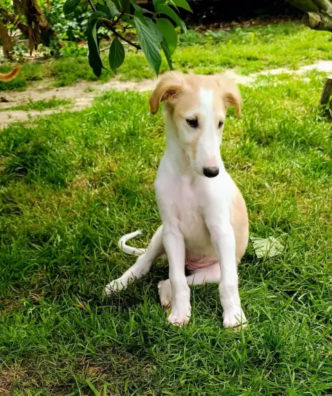 Barzoi  Bahia