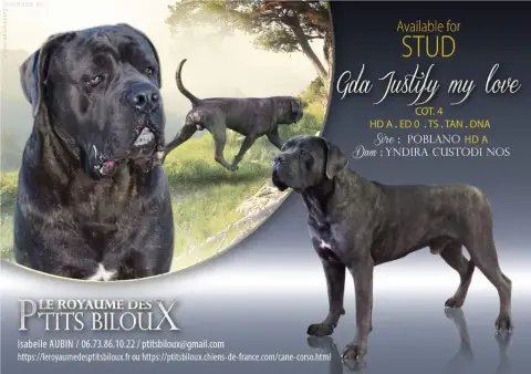 Cane Corso  Butch Dei Protettori Della Corona photo 3