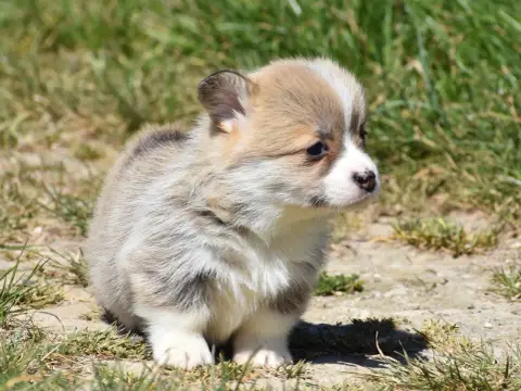Welsh Corgi Pembroke  Babeth De La Folle Emprise photo 2