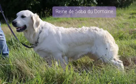 Golden Retriever  Chiot N°5 Du Temps Des Amazones photo 2