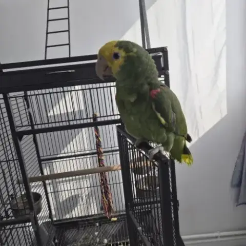 Amazone