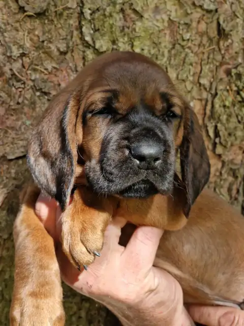 Chien De Rouge De Hanovre  Chiot N°5 De La Dent Rouge b3789 photo 2