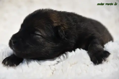 Eurasier  Chiot 5 Des Legendes De Retz photo 2