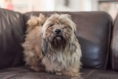 Lhassa Apso  Mr Peluche Du Royaume D'Ebène photo 2