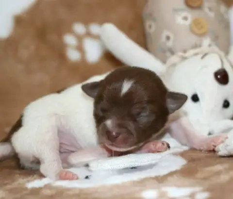 Chihuahua  Chiot N°5 Voxel Ux