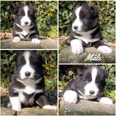 Laika De Iakoutie  Chiot N°3