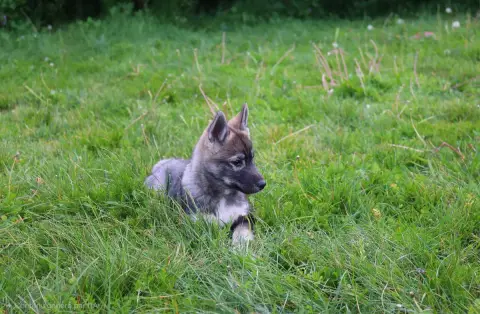 Siberian Husky  Male 1 Wolves Of The Northern Light 3c77c