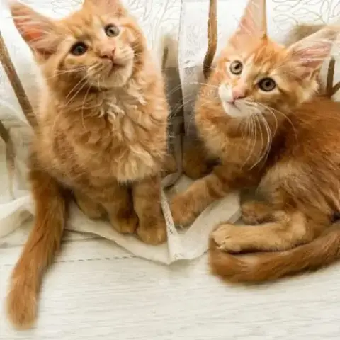 Chatons Maine Coon Loof Disponibles