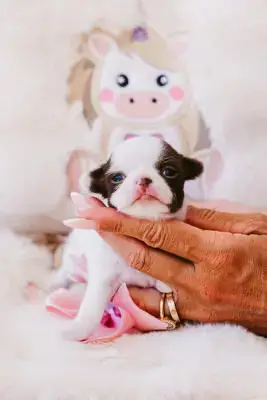 Chihuahua  Baby Bambi Of Aphrodite Childs photo 2