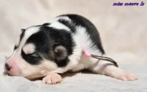 Laika De Iakoutie  Chiot 2 Des Legendes De Retz photo 2