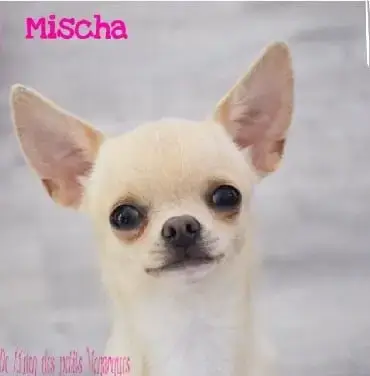 Chihuahua  Billy photo 2