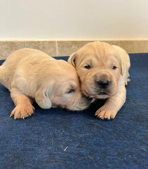Golden Retriever  Chiot N°3