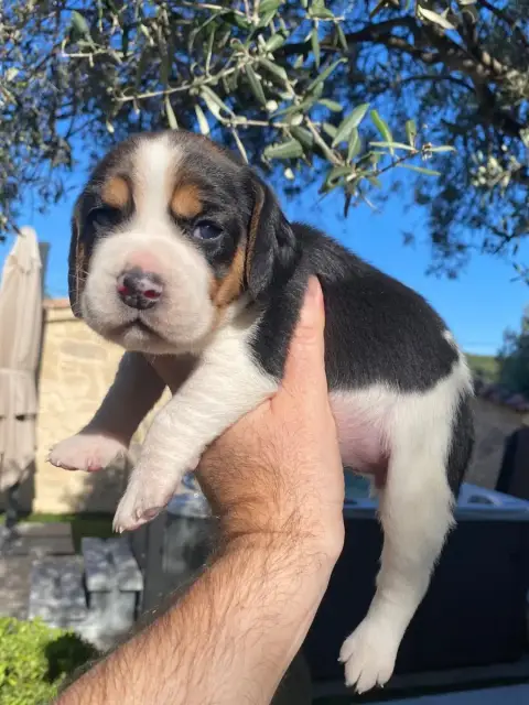 Beagle  Bambi De Marcoutel