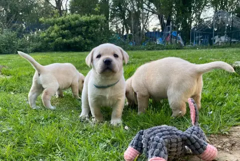 Labrador Retriever  Collier Bleu B Des Feux D'Or