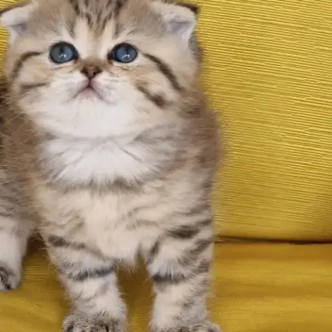 Buffy : Scottish Fold