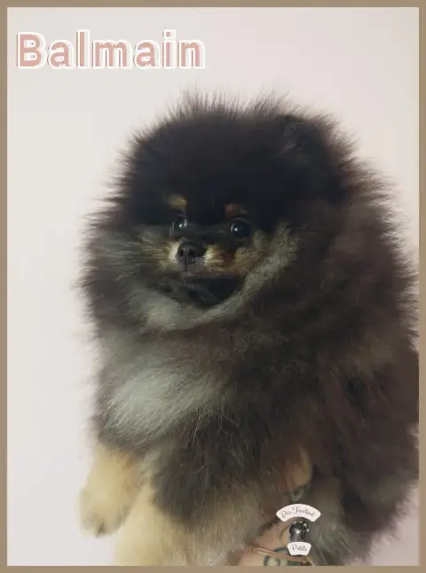 Spitz Allemand  Balmain Des Tou'Tout Petits