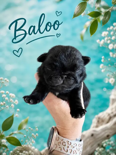Carlin  Baloo ( Nom Provisoire) Des Bouilles De Clown 6a552