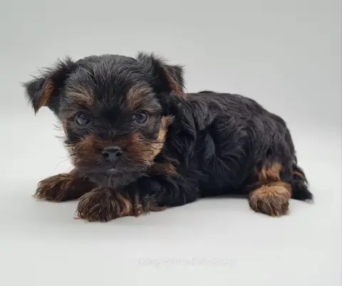 Yorkshire Terrier  Barney Du Mont De La Chenaie photo 3