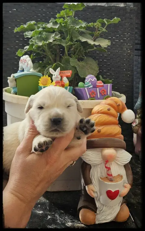 Golden Retriever  Chiot N°1 Du Diamant Des Neiges