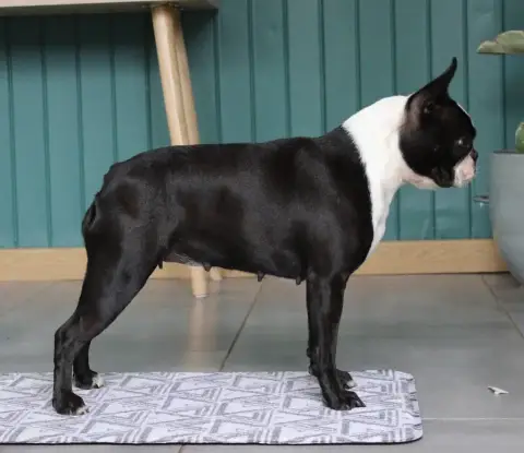 Boston Terrier  Chiot N°1 De Yu Box photo 3