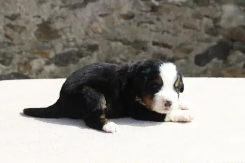 Bouvier Bernois  Chiot 3 De La Vallée De L'Hyrome photo 2