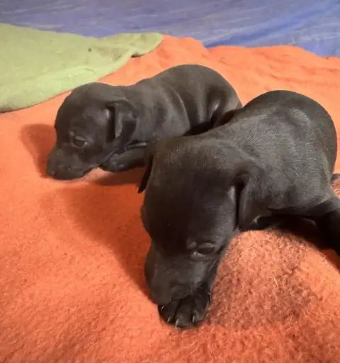 Petit Levrier Italien  Chiot N°3 Des Pierres De Jade 49e50