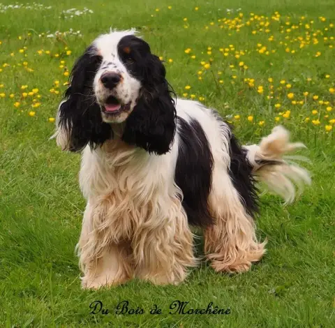 Cocker Spaniel Anglais  Chiot N°2 Du Moulin De Madjur a636b photo 3