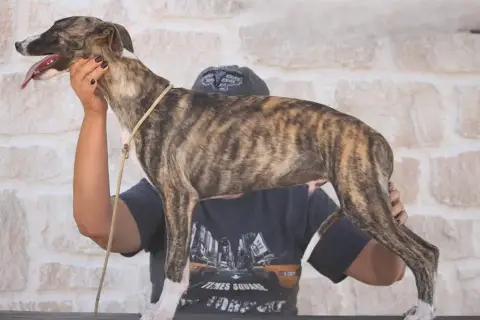 Whippet  Bounty De Tetiaroa