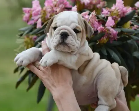 Bulldog Anglais  Bossanova Di Vendra Nera