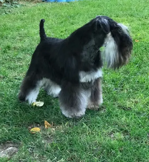 Schnauzer Miniature  Ben Harper Des Forbans Du Roc D' 1f282 photo 3