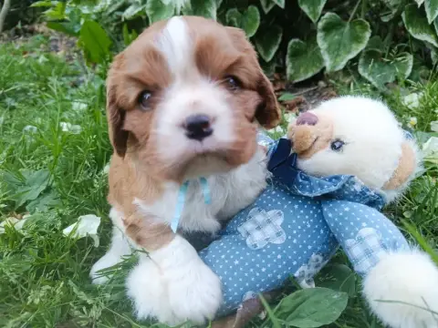 Cavalier King Charles Spaniel  Mâle Collier Bleu -