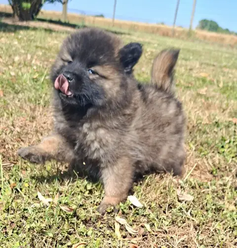 Eurasier  Beka Des Marais De Courmont