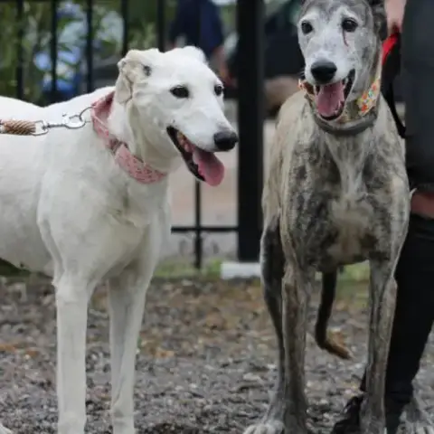 Brava & Dalila, Galgas Seniors- Adoption Conjointe