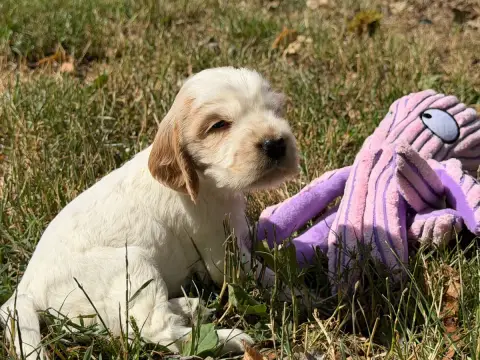 Cocker Spaniel Anglais  Chiot N°5 Du Moulin De Madjur 8e625