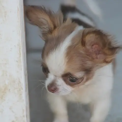 Chihuahua  Betty De L'Arche De Lolita photo 2